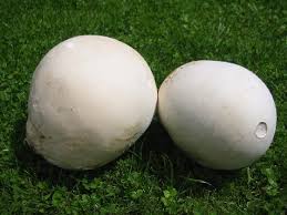 Attēlu rezultāti vaicājumam “Langermania gigantea”