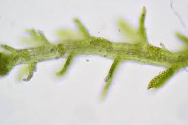 Attēlu rezultāti vaicājumam “Cephaloziella hampeana”