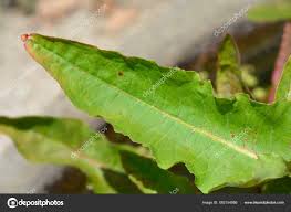 Attēlu rezultāti vaicājumam “Rumex aquaticus”