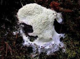 Attēlu rezultāti vaicājumam “Fuligo candida”