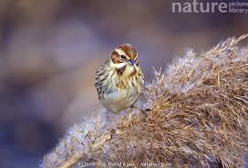 Attēlu rezultāti vaicājumam “Emberiza schoeniclus”