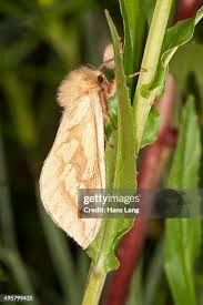 Attēlu rezultāti vaicājumam “Hepialus humuli female”