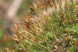 Attēlu rezultāti vaicājumam “Weissia squarrosa”