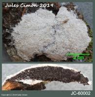 Attēlu rezultāti vaicājumam “Fuligo candida”