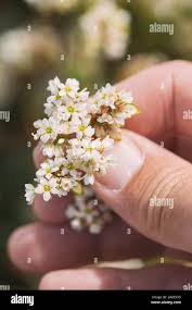 Attēlu rezultāti vaicājumam “Fagopyrum esculentum flower”