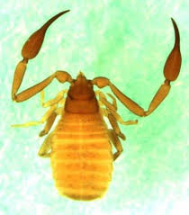 Attēlu rezultāti vaicājumam “Chelifer cancroides”