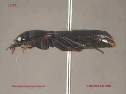 Attēlu rezultāti vaicājumam “Pterostichus sp.”