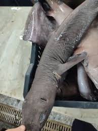 Image result for Dalatias licha