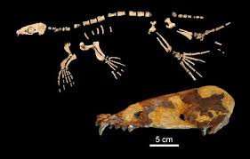 Image result for Sfânta Iuliana Falconieri