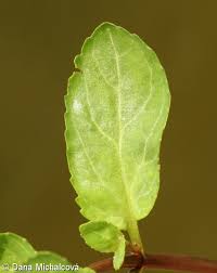 Attēlu rezultāti vaicājumam “Veronica beccabunga leaf”