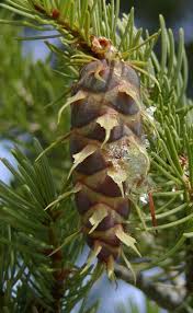 Attēlu rezultāti vaicājumam “Pseudotsuga menziesii var. glauca”