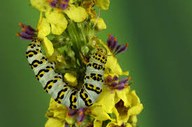 Attēlu rezultāti vaicājumam “Cucullia verbasci”