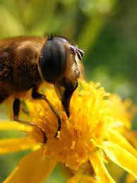 Attēlu rezultāti vaicājumam “Eristalis sp.”