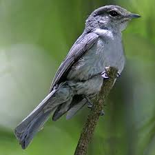 Attēlu rezultāti vaicājumam “Muscicapidae”