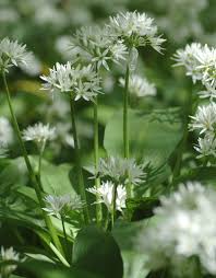 Image result for Bärlauch