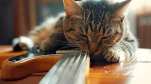 Image result for Cat sleeping in guitar