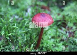 Attēlu rezultāti vaicājumam “Cortinarius sanguineus”
