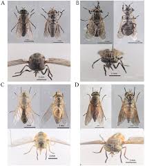 Attēlu rezultāti vaicājumam “Tabanidae”