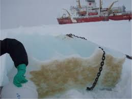 Image result for Arctogadus glacialis