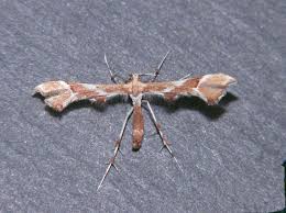 Attēlu rezultāti vaicājumam “Cnaemidophorus rhododactyla”