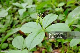 Attēlu rezultāti vaicājumam “Paris quadrifolia flower”