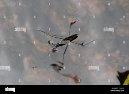 Attēlu rezultāti vaicājumam “Aquarius najas”