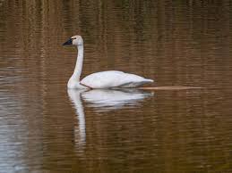 Attēlu rezultāti vaicājumam “Cygnus columbianus”