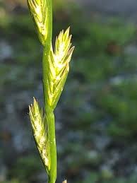 Attēlu rezultāti vaicājumam “Lolium perenne”