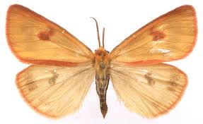 Attēlu rezultāti vaicājumam “Diacrisia sannio female”