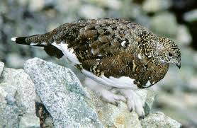 Attēlu rezultāti vaicājumam “Lagopus lagopus female”