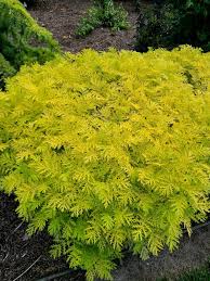 Image result for Tanacetum vulgare