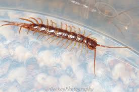 Attēlu rezultāti vaicājumam “Lithobius forficatus”