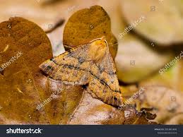 Attēlu rezultāti vaicājumam “Colotois pennaria”