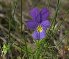 Attēlu rezultāti vaicājumam “Viola tricolor subsp. curtisii flower”