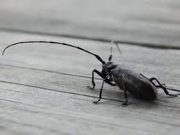 Attēlu rezultāti vaicājumam “Monochamus sutor”