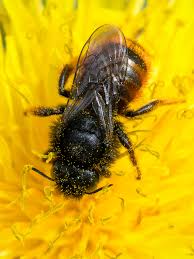 Attēlu rezultāti vaicājumam “Osmia bicolor”