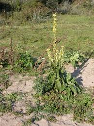 Image result for Verbascum phlomoides