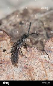 Attēlu rezultāti vaicājumam “Phosphaenus hemipterus”