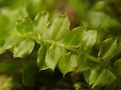 Attēlu rezultāti vaicājumam “Plagiomnium”