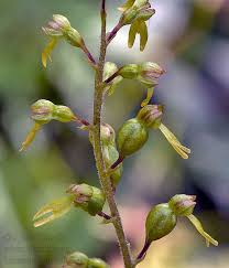 Attēlu rezultāti vaicājumam “Listera ovata bud”