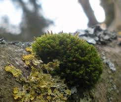 Attēlu rezultāti vaicājumam “Ulota crispa”