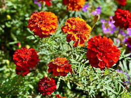 Image result for Tagetes patula