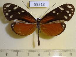 Attēlu rezultāti vaicājumam “Nymphalidae”