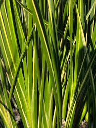 Attēlu rezultāti vaicājumam “Cribraria rubiginosa”