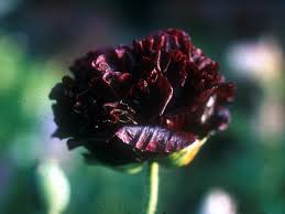 Image result for Papaver somniferum Black