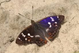 Attēlu rezultāti vaicājumam “Fuligo luteonitens macro”