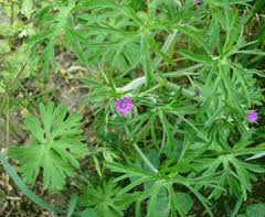 Attēlu rezultāti vaicājumam “Geranium dissectum leaf”