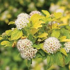 Attēlu rezultāti vaicājumam “Physocarpus opulifolius”