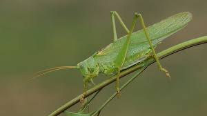 Attēlu rezultāti vaicājumam “Tettigonia viridissima”