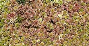 Attēlu rezultāti vaicājumam “Sphagnum quinquefarium”